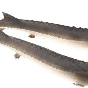 Criaturas marinas artificiales de 21.7 pulgadas, animales realistas, esturión chino, decoración para el hogar, fiesta, cocina, modelo de Navidad, Criaturas marinas artificiales de 21.7 pulgadas, animales realistas, esturión chino, decoración para el hogar, fiesta, cocina, modelo de Navidad,