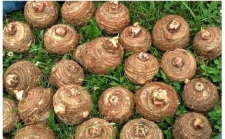 15 bombillas Colocasia Esculenta de oreja de elefante listas para crecer Taro Gabi Kalo Eddo