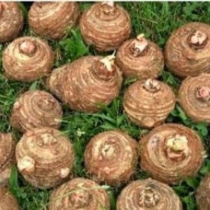 15 bombillas Colocasia Esculenta de oreja de elefante listas para crecer Taro Gabi Kalo Eddo 15 bombillas Colocasia Esculenta de oreja de elefante listas para crecer Taro Gabi Kalo Eddo