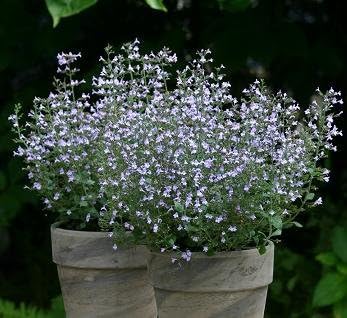 Calamintha Nepeta Marvelette Blue 20 Semillas