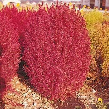 Outsidepride 5000 semillas Kochia Trichophylla ardientes de la planta del follaje del arbusto semilla para plantar