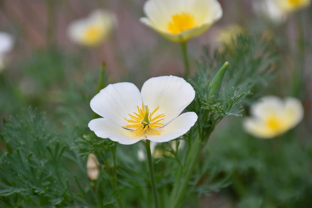 Semillas blancas de amapola de California para plantar “Ivory Castle”, más de 1000 semillas por paquete, semillas de jardín de Isla (semillas de