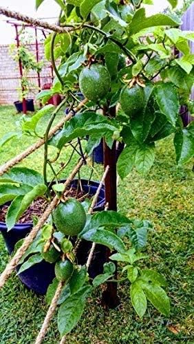 Vid de maracuyá púrpura, Passiflora Edulis, semillas (fruta rápida, comestible) (60 semillas)