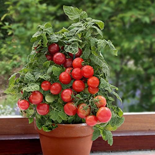 KIRA SEEDS – Tomate rojo de interior – Planta durante todo el año – Vegetales tradicionales – Sin OMG