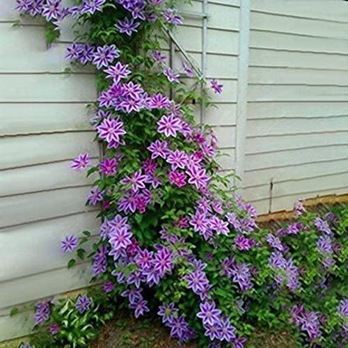 100 piezas de semillas de flores de clemátide de vides perennes trepadoras Clematis semillas de plantas decoración de jardín – (Color PeachPuff)
