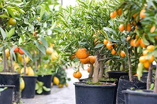 Mezcla de tierra prémium para macetas de árboles de cítricos, 4 cuartos de galón, mezcla especial para naranjas de interior, limones, limas y más