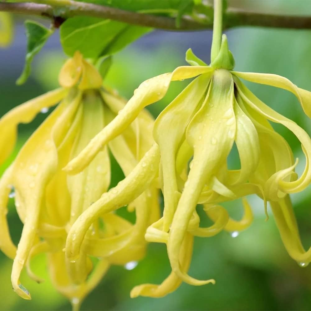 QAUZUY GARDEN 3 semillas de Ylang Ylang (Cananga odorata) Semillas de Perfume Árbol “Reina de los Perfumes” – Acento muy fragante y florece durante