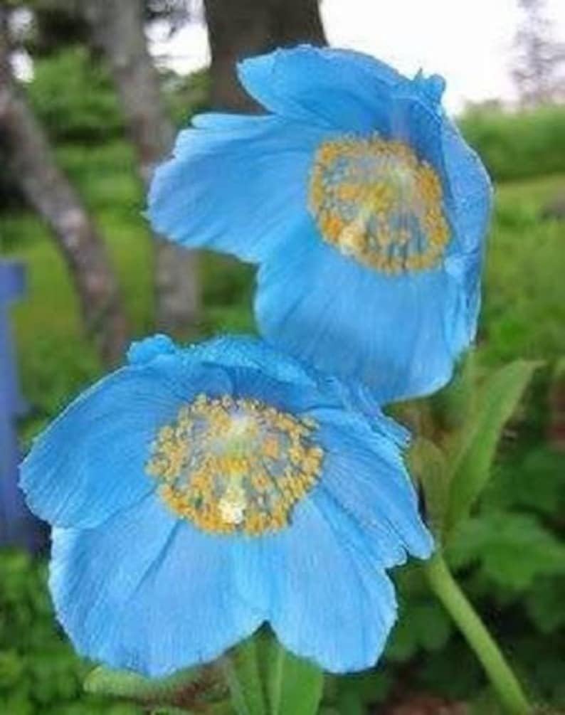 10 semillas de flor de betonicifolia tibetana de amapola del Himalaya azul