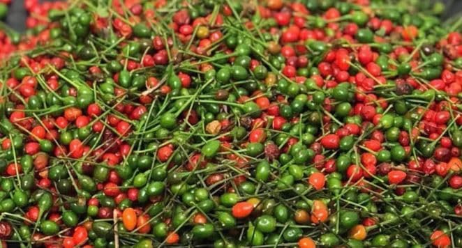 Chile piquín mexicano semillas