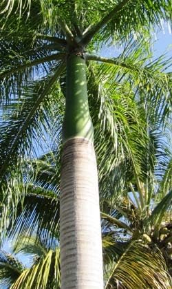 Royal Palm Tree Seeds, Roystonea Regia, también conocida como CubanFlorida Royal Palm, 20 semillas de árbol de alta calidad, palmera exótica,