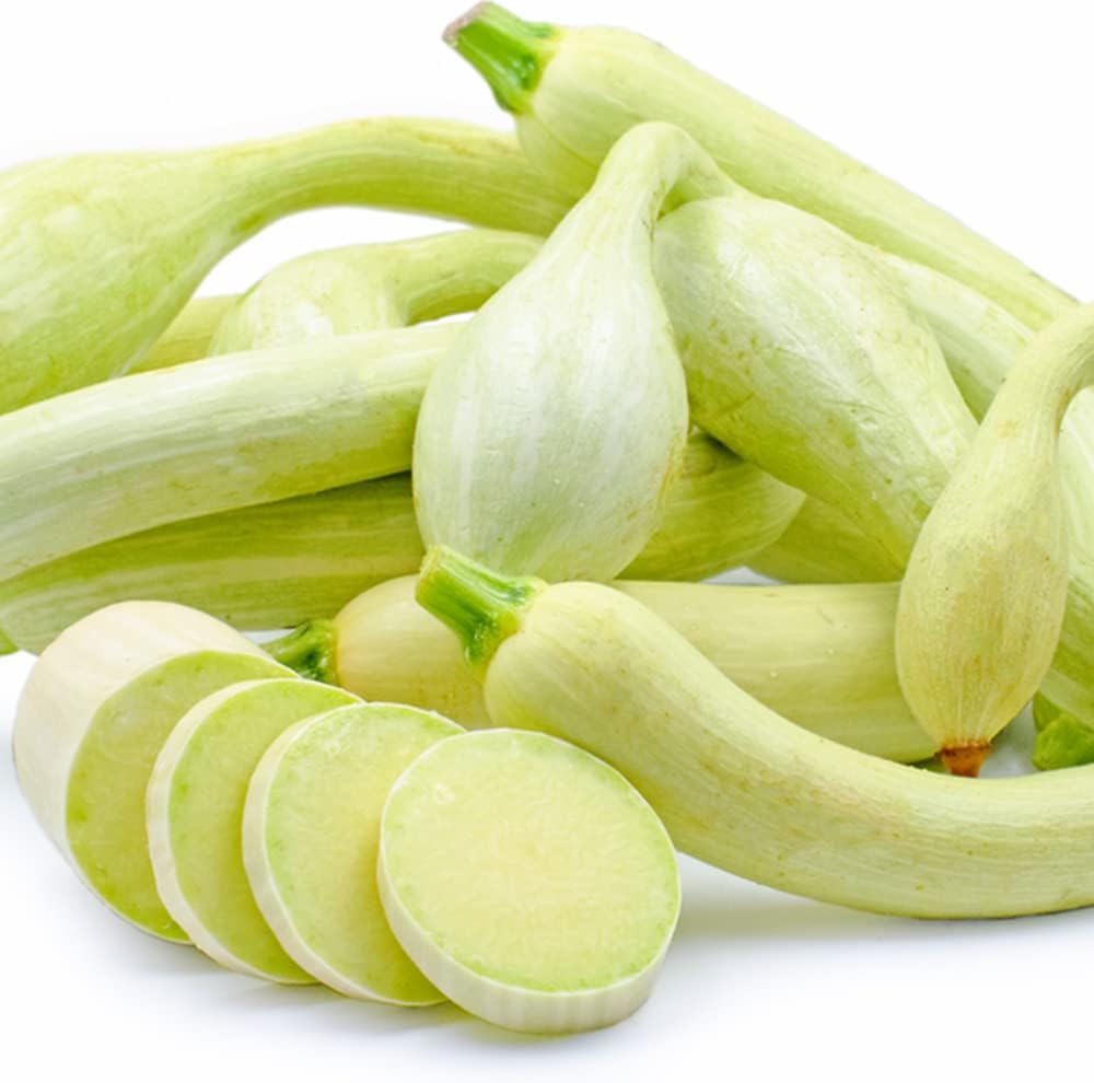 QAUZUY GARDEN Tromboncino Climbing Summer Squash (calabacín) – 45 semillas – reliquia y polinizada abierta – Deliciosas semillas de vegetales para