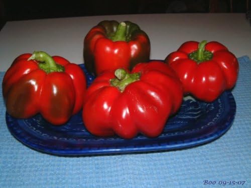 100 Pimiento Pimiento (rojo dulce PimientioItalianelleQueso, Asado, Freír Pimienta) Capiscum Annuum