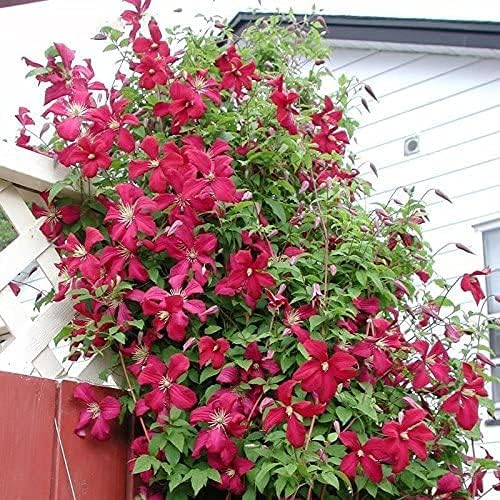 100 piezas de semillas de flores de clemátide de vides perennes trepadoras Clematis semillas de plantas decoración de jardín – (Color PeachPuff)