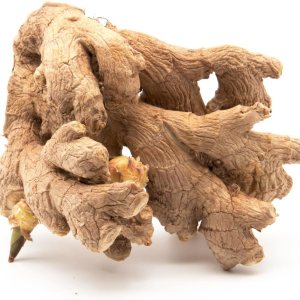 5 Rizomas germinados vivos de jengibre peruano tradicional (Zingiber officinale) para cultivar y comer por Greenhouse PCA 5 Rizomas germinados vivos de jengibre peruano tradicional (Zingiber officinale) para cultivar y comer por Greenhouse PCA