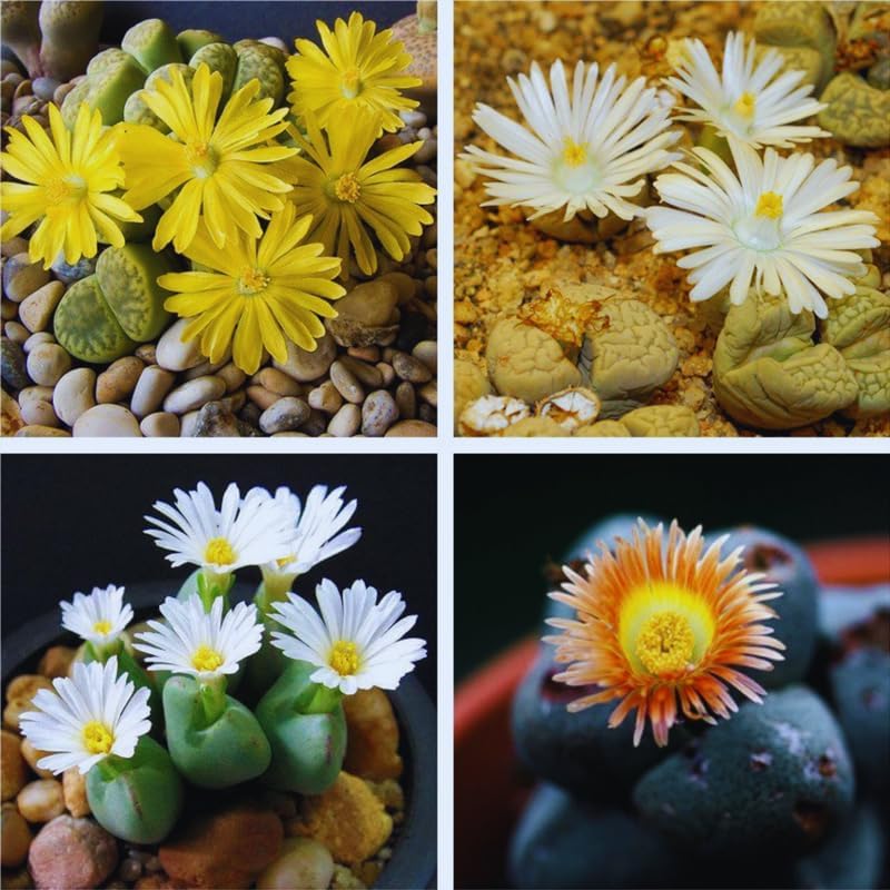 Lithops Plantas vivas grandes Lithops Plantas vivas, 25 plantas suculentas mixtas de Lithop, piedras vivas, plantas suculentas, flores de cactus