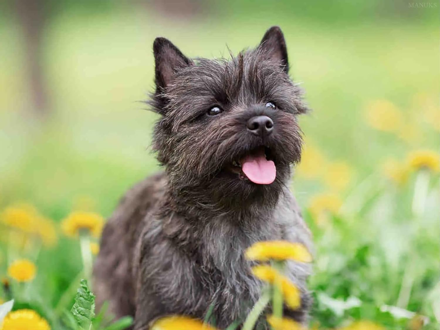 Kit de pintura de diamantes para bricolaje, perro Cairn Terrier redondo, punto de cruz, arte por número, para adultos, decoración de pared, regalos