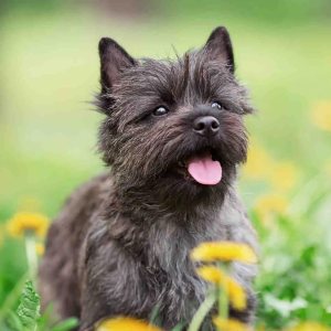 Kit de pintura de diamantes para bricolaje, perro Cairn Terrier redondo, punto de cruz, arte por número, para adultos, decoración de pared, regalos Kit de pintura de diamantes para bricolaje, perro Cairn Terrier redondo, punto de cruz, arte por número, para adultos, decoración de pared, regalos