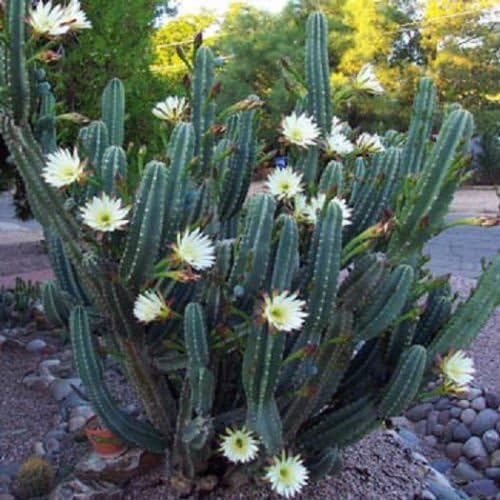 Cereus hildmannianus REINA DE LA NOCHE cactus florecientes semillas de flores raras 50 SEMILLAS