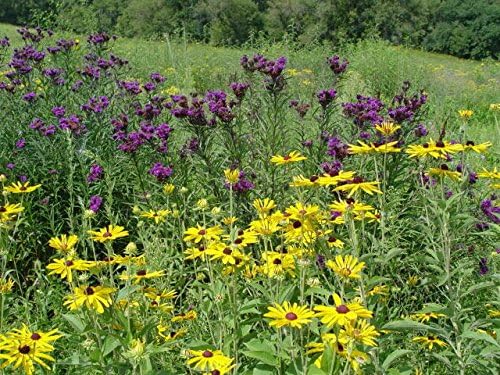 100 semillas de Missouri Ironweed Monarch Flower Native Purple Vernonia Missurica Seeds