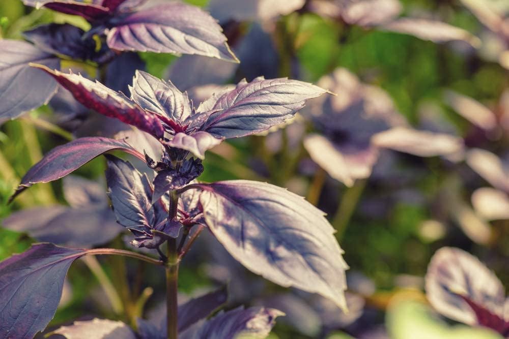 Semillas de albahaca dulce de ópalo oscuro para plantar, más de 500 semillas de hierbas tradicionales por paquete, semillas de jardín de Isla