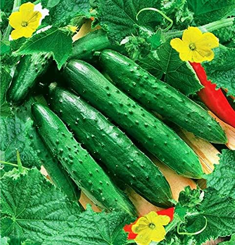 Pepino vegetal April F1 autopolinizado 45 días reliquia para decapado – 10 semillas