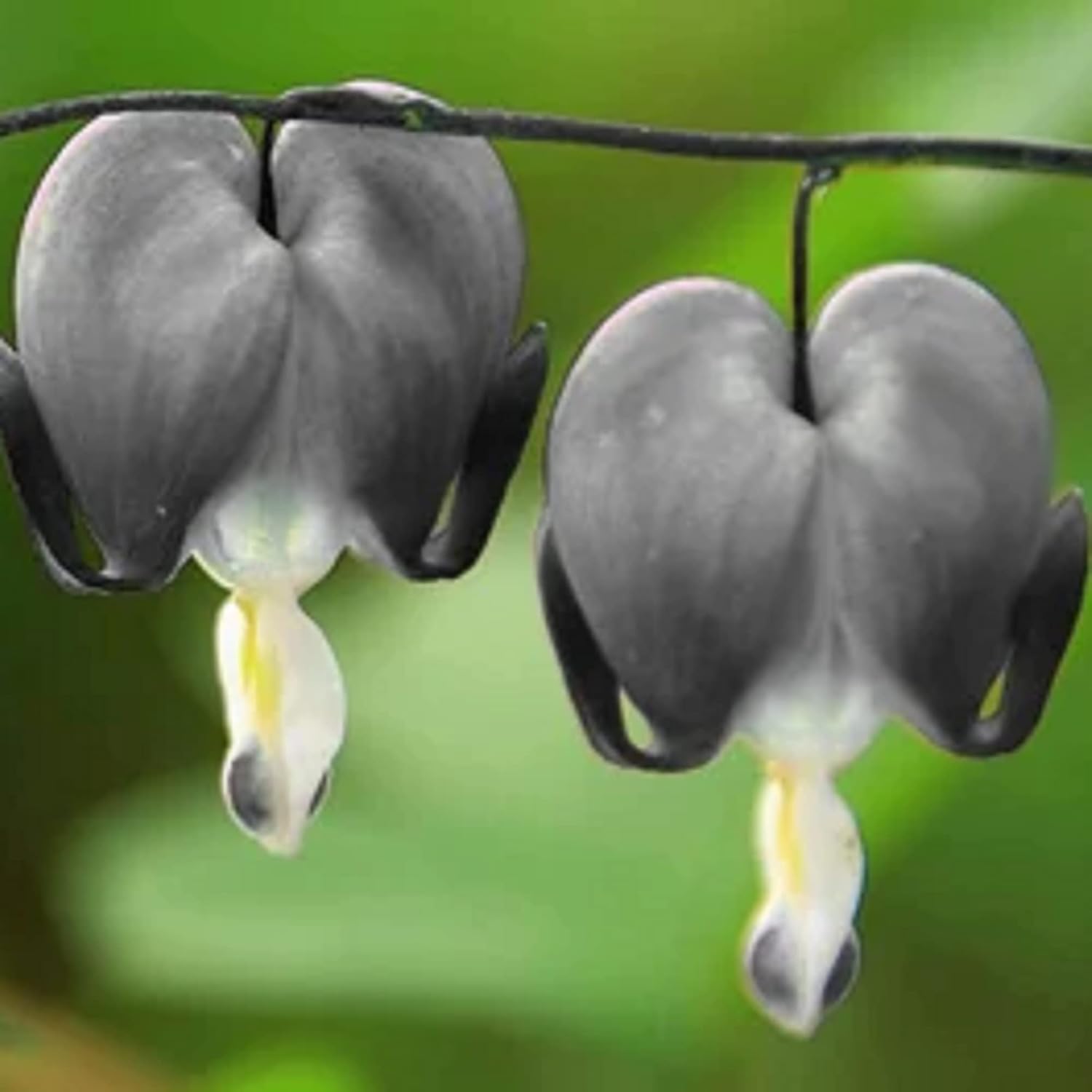 CHUXAY GARDEN Black Dicentra Eximia-Wild Fringed Bleeding-Heart,Turquía-Maíz 25 Semillas Planta Floración Planta Rara Atractiva Planta De Bajo