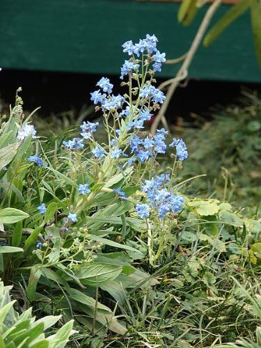 500 Semillas de flores Amabile de Cynoglossum Chinese Forget ME NOT (lengua de sabuesos)