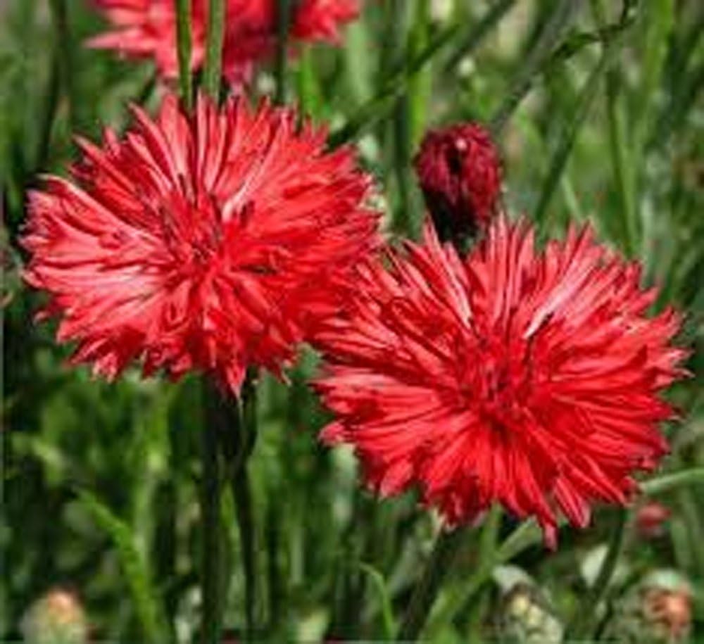 Botón de soltero, semillas rojas altas, 100 semillas, hermosas flores de color rojo brillante.