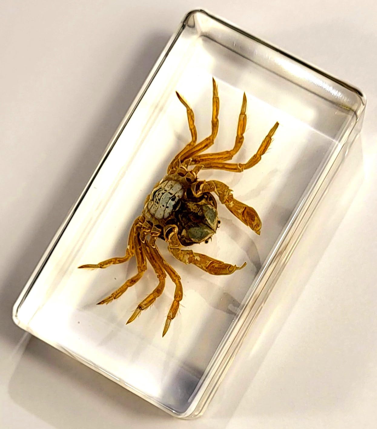 Cangrejo real de 2.874 in en resina de lucita cristalina, muestra preservada Mictyris Brevidactylus Sea Marine Aimal Taxidermia Colección de