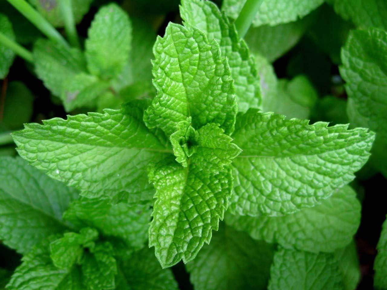 Semillas de menta, semillas herbáceas herbáceas, sin OMG, 100 semillas de menta, deliciosas