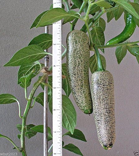 10 Semillas de Jalapeno de Granjero,AkA “piel de papa jalapeno”,Semillas de Pimienta Orgánica
