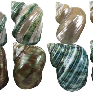 MMvolesy Surtido de conchas turbo, conchas de cangrejo ermitaño 8 piezas 1.5-2 pulgadas MMvolesy Surtido de conchas turbo, conchas de cangrejo ermitaño 8 piezas 1.5-2 pulgadas