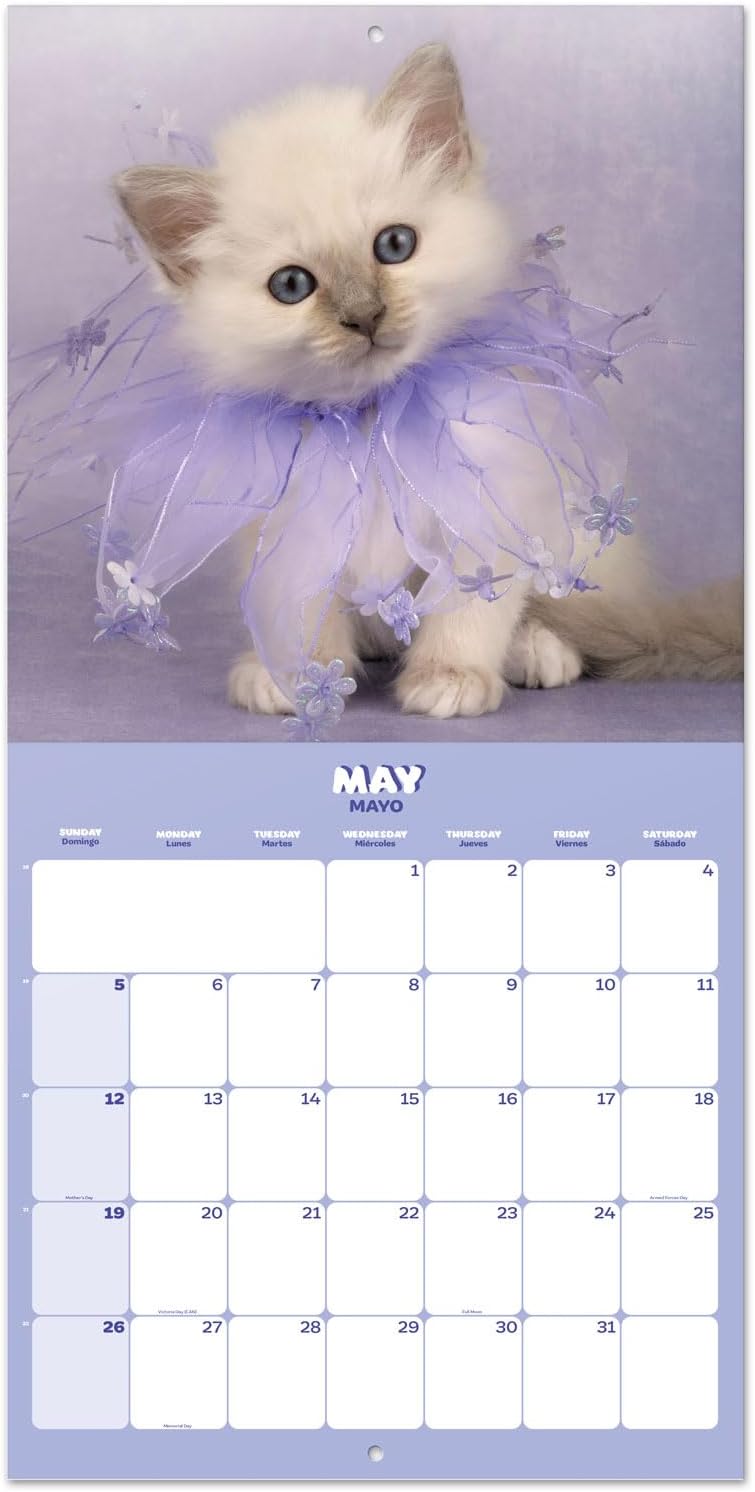 Calendario de pared de gatos 2024 de 12 x 12 pulgadas, libre de plástico FSC, comienza la semana el domingo, planificador de 12 meses, calendario de
