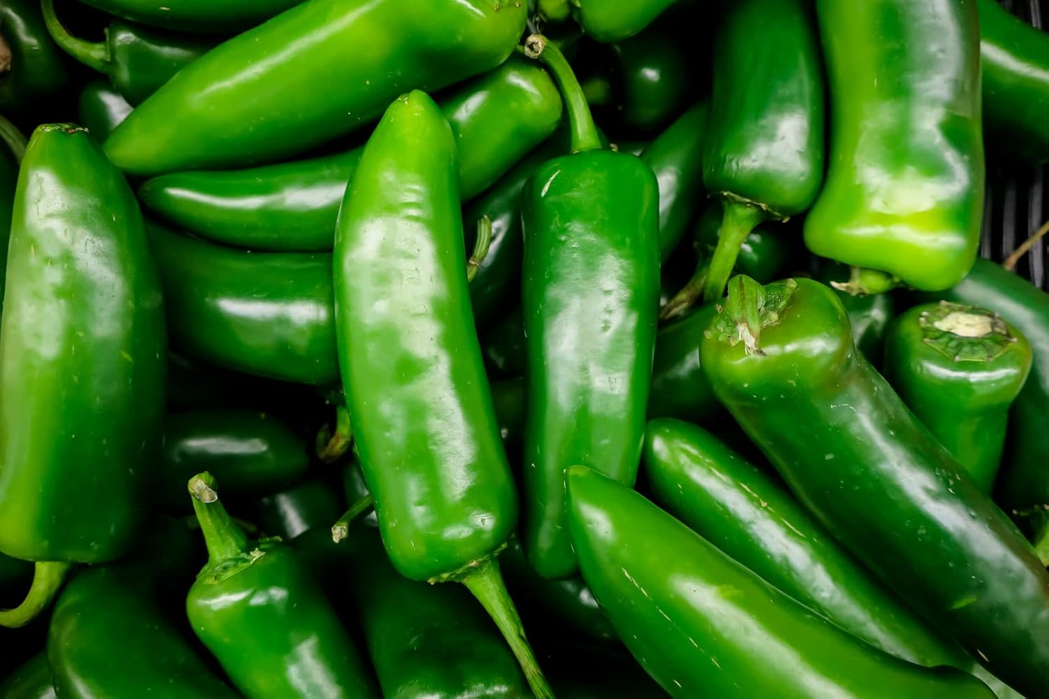 120 semillas de pimienta orgánica Jalapeño M Heirloom Non-GMO Garden Vegetable Bulk Survival