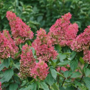 1 galón Pinky Winky Prime Panicle Hydrangea (Paniculata) Planta viva, flores rosas y blancas 1 galón Pinky Winky Prime Panicle Hydrangea (Paniculata) Planta viva, flores rosas y blancas