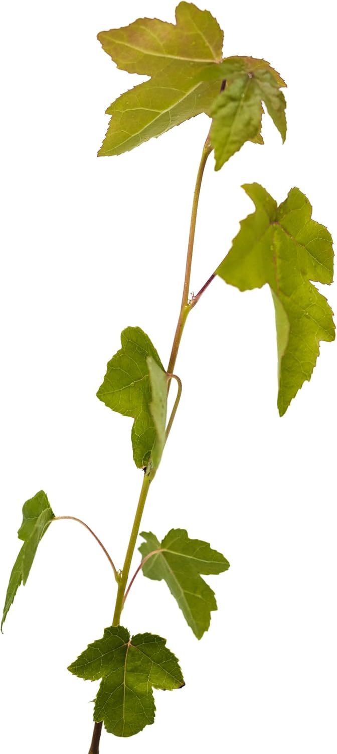American Sweetgum  Plántula de árbol pequeño  The Jonsteen Company