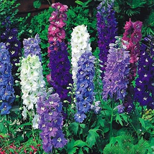 Semillas Rocket Larkspur Delphinium Giant High Tall Mix Anual Flores cortadas al aire libre para plantar sin OMG