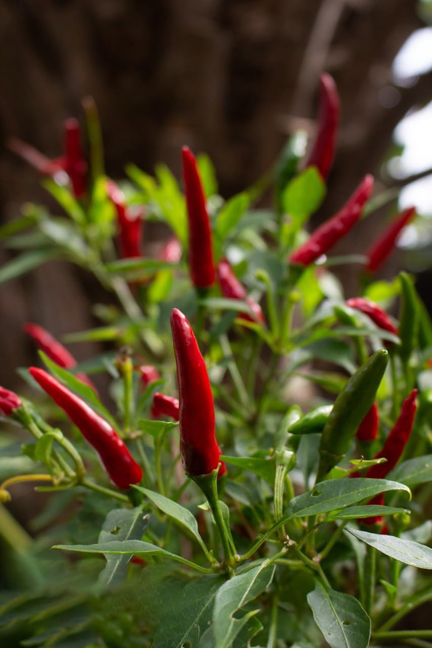 Tabasco – Semillas de pimiento picante, más de 1000 semillas, semillas de vegetales para plantar