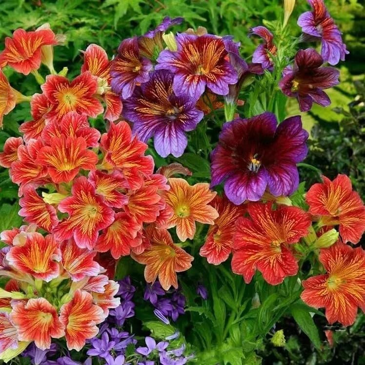 Chilean Morning Glory Seeds – 100 semillas de colores mixtos para flores impresionantes