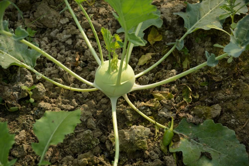 Semillas blancas de colinabo de Viena tempranas, 300 semillas de reliquia por paquete, (semillas de jardín de Isla), semillas sin OMG, nombre