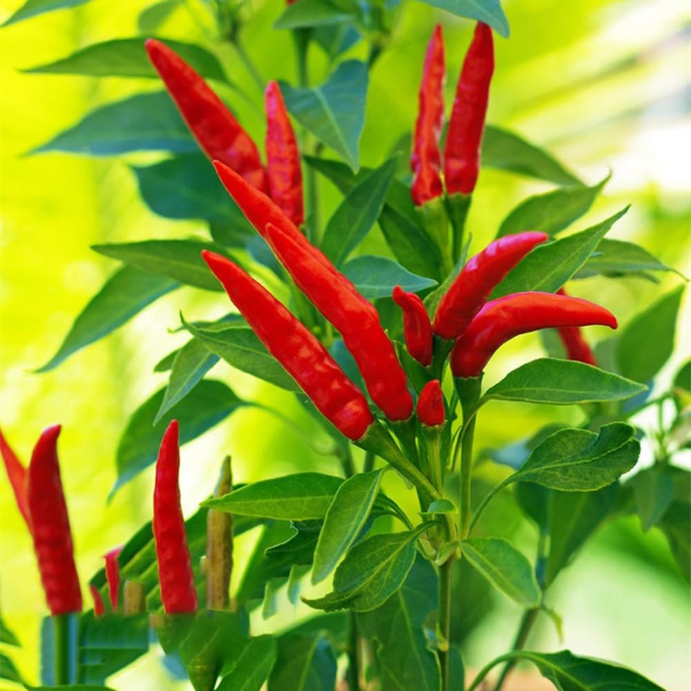 Tabasco – Semillas de pimiento picante, más de 1000 semillas, semillas de vegetales para plantar