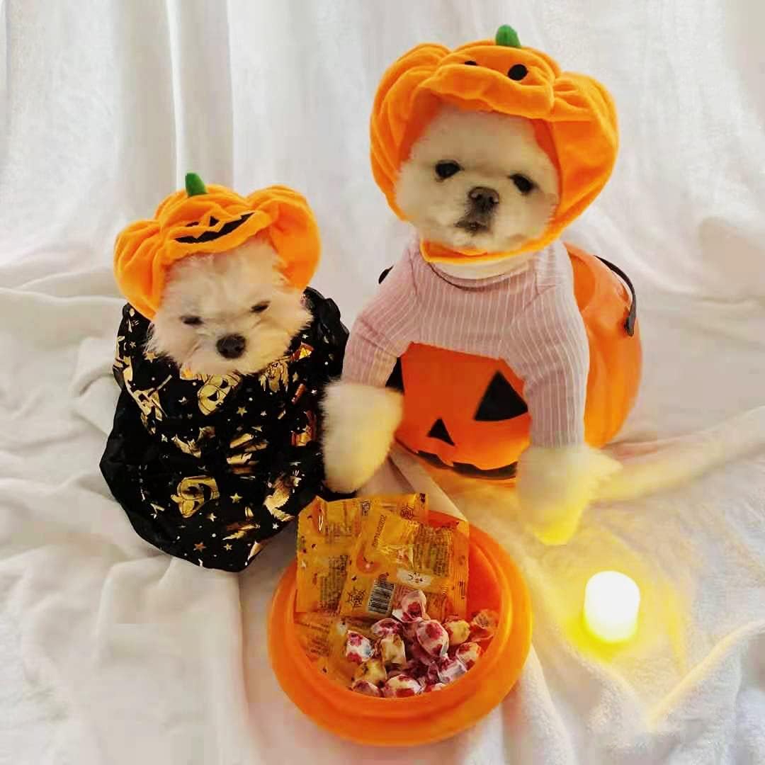 Sombrero de Halloween para gato, sombrero de Halloween para perro, gorra de calabaza, fiesta de cachorro, disfraz de truco, calabaza de Halloween,