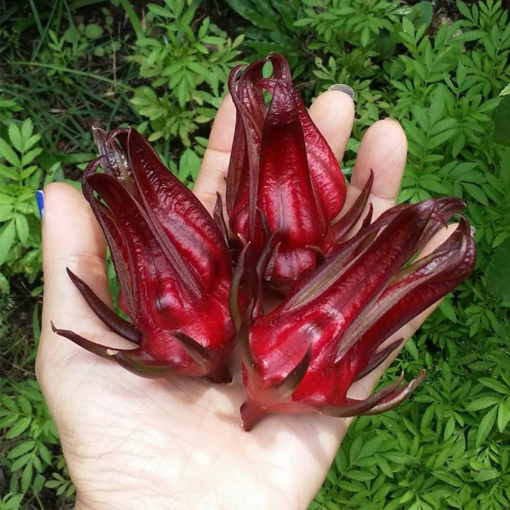 QAUZUY GARDEN 50 semillas de acedera jamaicana Florida arándano indio roselle hibisco sabdariffa semillas de hibisco sabdariffa planta nutritiva sin