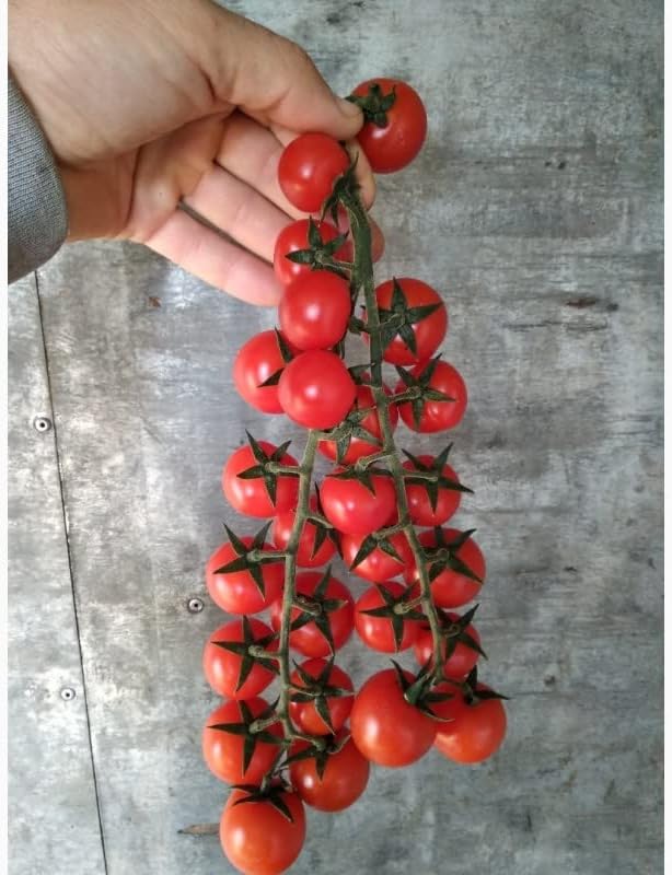 Tomate Cherry Maskotka Cascading Trasero Enano Arbusto Tomate 50+ Semillas para plantar sin OMG
