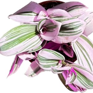 Colecciones de cactus y suculentas de 4″ (judío errante púrpura ‘Tradescanita Zabrina’) Colecciones de cactus y suculentas de 4″ (judío errante púrpura ‘Tradescanita Zabrina’)