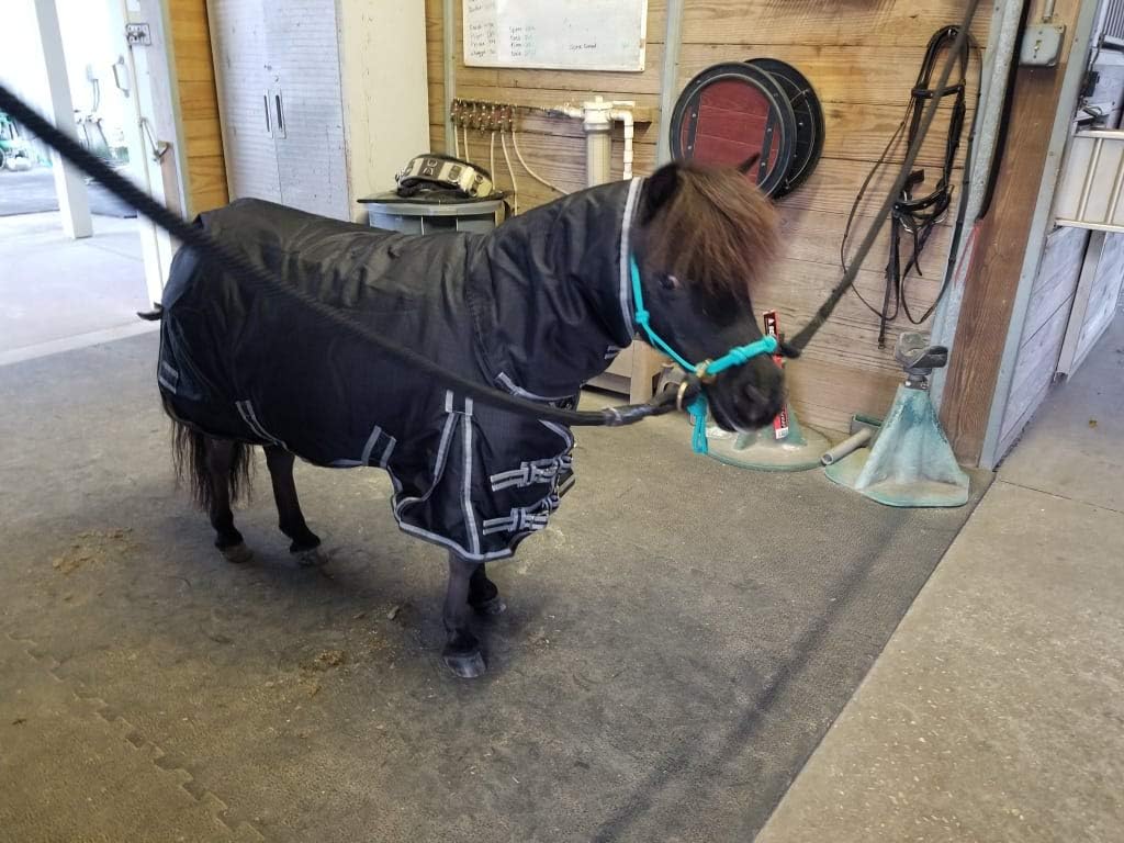 Blizzard – Hoja de participación de caballo – Juego ligero  Cubierta de cuello adjunta  Tamaño 68 – Negro  1200 Denier  Surcingle cruzado