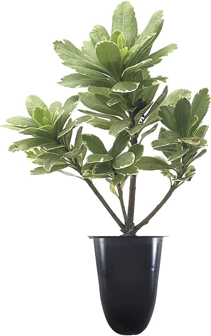 Pittosporum abigarrado  20 plantas vivas  Pittosporum Tobria Variegatum  Arbusto de seto con acento de borde de hoja perenne