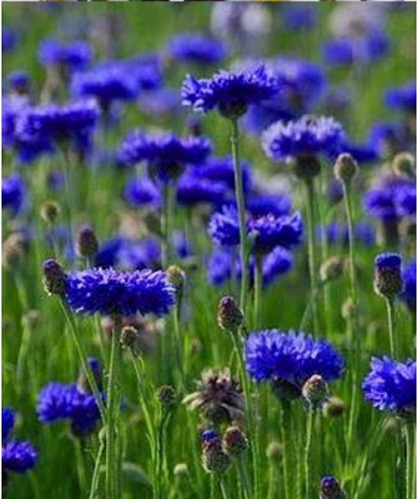 Botón de soltero, semillas azules altas, 25 semillas, hermosas flores de color azul brillante.