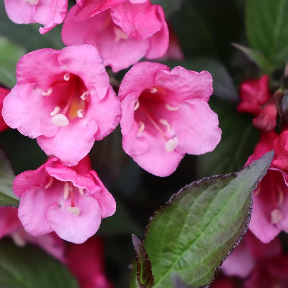 Planta viva Sonic Bloom Wine (Weigela) de 1 galón, flores rosadas