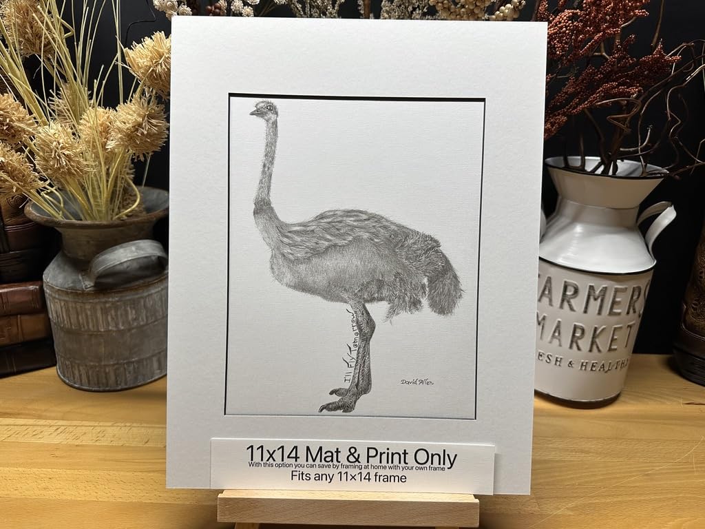 Ostrich Bird Africa Nature Wildlife Graphite Pencil Art Sketch Drawing Print Picture Limited Edition  ‘I’ll Fly Tomorrow’ by David Allen (11×14 Mat